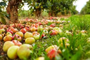 Γιατί τα μήλα να πέσουν πρόωρα; Πώς να λύσουμε το πρόβλημα για μια πλούσια συγκομιδή