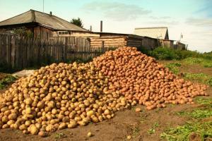 Οι πατάτες θα πρέπει να αποθηκεύονται σε ένα 2 φορές καλύτερα: τι πρέπει να κάνουμε μετά τη συγκομιδή