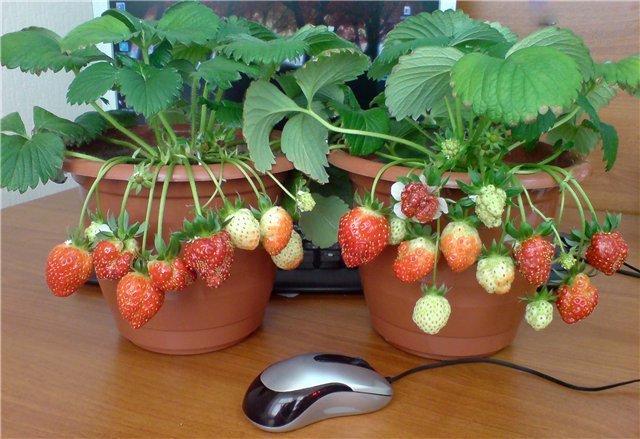 ΠΑΡΑΔΕΙΓΜΑ γλάστρες φράουλα. Οι φωτογραφίες για δημοσίευση ληφθεί από το διαδίκτυο