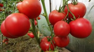 Οι ντομάτες δεν θα υπερθερμανθεί: απλά μέτρα