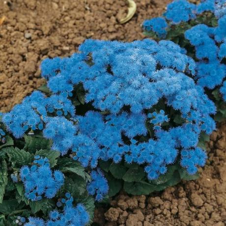Blooming Ageratum (ποικιλία: "μπλε μπάλα"). Φωτογραφία από το Internet