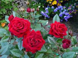 Πώς να προετοιμάσετε τα τριαντάφυλλα για το χειμώνα. 4 Απαιτείται για την επιτυχή χειμερία νάρκη υποδοχής.