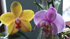Πόσα χρόνια ζουν Orchid