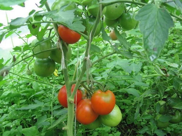 Χύνει ντομάτες στο θερμοκήπιο. Φωτογραφίες στο άρθρο από το διαδίκτυο