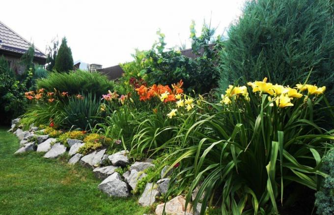 Όμορφη παρτέρι κατά μήκος του φράχτη: daylilies σε αρμονία με τις μεγαλύτερες γείτονες