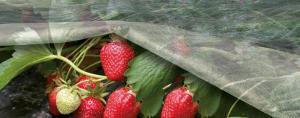 Το καλύτερο για να κρύβουν τις φράουλες το χειμώνα;