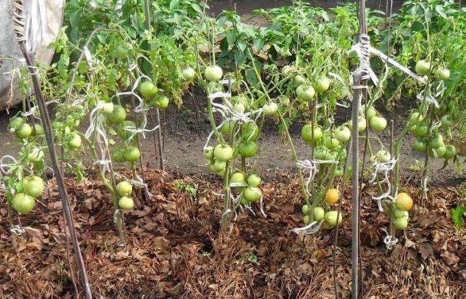 ΠΑΡΑΔΕΙΓΜΑ προστατευτικό στρώμα ξερά χόρτα ντομάτα κρεβάτια (φωτογραφία από το Internet)