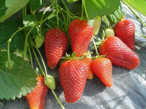 Remontant φράουλες (Φωτογραφία από το Διαδίκτυο)