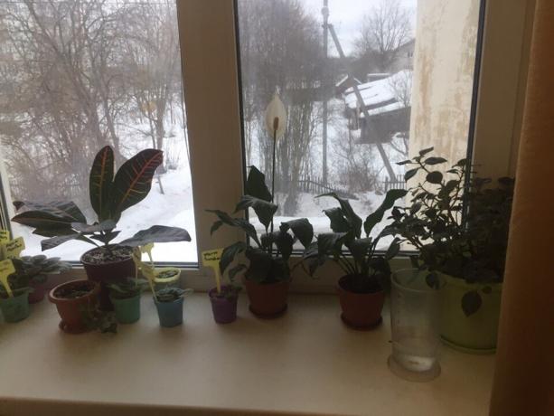Γλάστρες με φυτά στο περβάζι στο δωμάτιό μου. Τρεις από αυτούς θα πουν σύντομα αντίο!