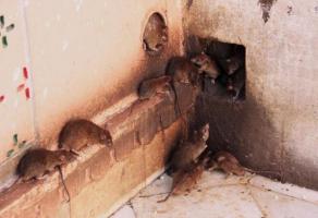 Πώς να καταστρέψει τα ποντίκια σε ένα σπίτι διακοπών για πάντα