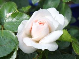 5 πράγματα καταστρέψει ένα τριαντάφυλλο στον κήπο