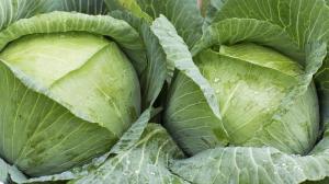 Ιούλιος - χρόνο για να γονιμοποιήσει το λάχανο για τα μεγάλα κεφάλια του λάχανου. 5 καλύτερο