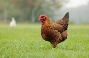 Λίπασμα από κοτόπουλο ή περιττώματα πουλιών. Πώς να μαγειρέψουν σωστά;