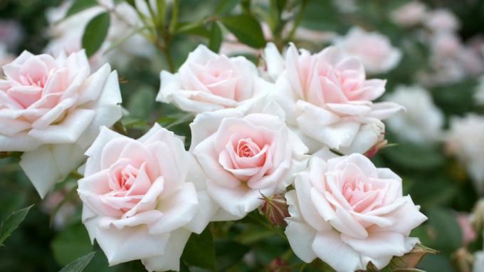 Αρωματικά τριαντάφυλλα στον κήπο (φωτογραφία -desktopwallpapers4.me)