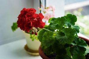 Pelargonium: τα μυστικά της υγιούς ανάπτυξης