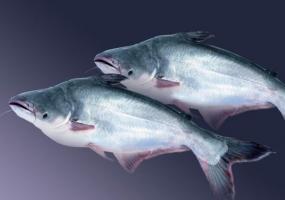 Pangasius ψάρια: τα καλά και τα σχόλια