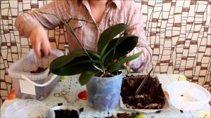 Η επιτυχής ορχιδέα phalaenopsis μεταμόσχευση: 7 βήματα