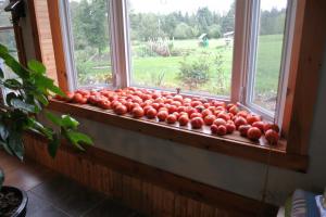 Ρίχνουμε-ka 4 σωστούς τρόπους για να επιταχύνει την ωρίμανση ντομάτες στο περβάζι του παραθύρου