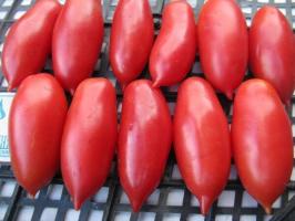 Ντομάτα «Scarlet κεριά.» Χαρακτηριστικά ποικιλίες