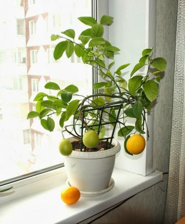 Λεμόνι μπορεί να καλλιεργηθεί από σπόρους. Προβολή: http://landshaftportal.ru/wp-content/uploads/2017/08/Limon-65.jpg