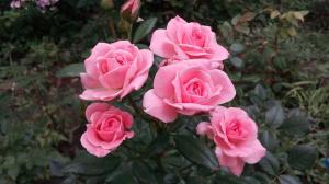 Τριαντάφυλλα στον κήπο για τα «Ανδρείκελα»: 5 κανόνες για όσους αποφασίζουν να φυτέψει ένα λουλούδι