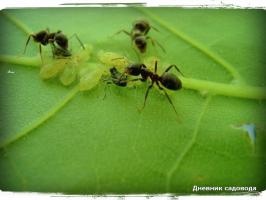Πώς μπορώ να απαλλαγούμε από τα μυρμήγκια σε μία ημέρα στη χώρα, λόγω του ιωδίου