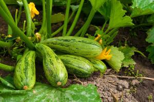 Αύγουστος - ώρα κολοκυθάκια τροφοδοσίας στον κήπο για ένα μεγάλο και νόστιμο συγκομιδή