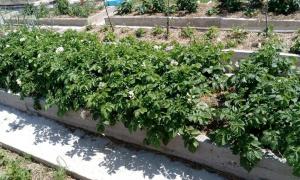Η μοναδική μέθοδος καλλιέργειας πατάτας - ένα καλαμάκι