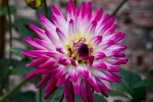 Cactus Dahlia - καλωσορίζουμε σε κάθε κήπο. Χαρακτηριστικά της καλλιέργειας και φροντίδας