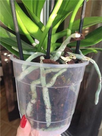 Πλαστικό δοχείο - η πλέον προτιμώμενη για Phalaenopsis