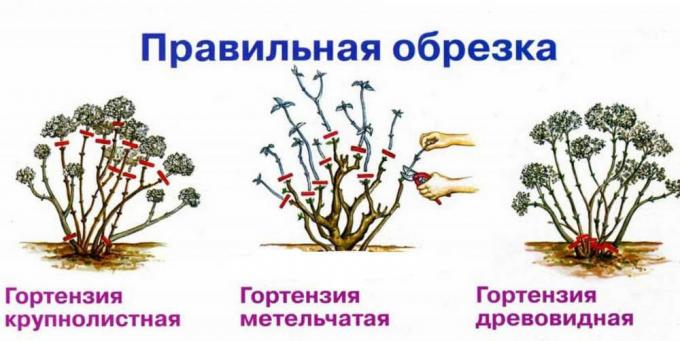Σχήμα φθινόπωρο καλλιεργειών διαφορετικά είδη ορτανσία ( http://fruittree.ru/wp-content/uploads/2017/07/Obrezka.jpg)