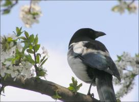 Πώς να απαλλαγείτε από τα ενοχλητικά πουλιά στον κήπο και τον κήπο