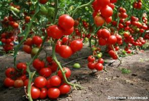 Πότε και πώς να αφαιρέσετε τα φύλλα από ντομάτας