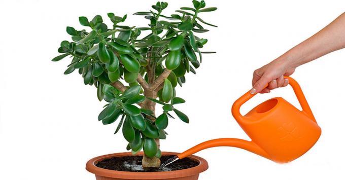Jade - ένα φυτό για άρδευση που πρέπει να αντιμετωπίζονται με προσοχή