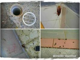 Πώς να απαλλαγείτε από τις κατσαρίδες στο σπίτι