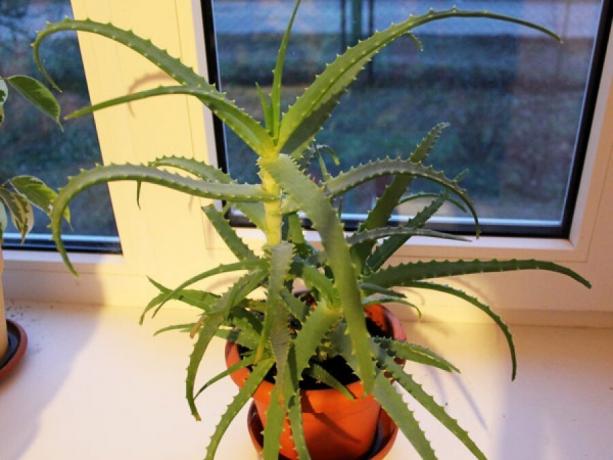 Agave - ένα εκπληκτικά ανεπιτήδευτη φυτό. Προβολή: https://floralife.com.ua/media/k2/items/cache/3bd6583af5a14653b7b54db2c9fe7f3e_XL.jpg