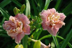 Top 5 καλύτερες σύγχρονες ποικιλίες των daylilies