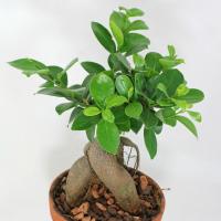 Φροντίδα Ficus Ginseng στο σπίτι