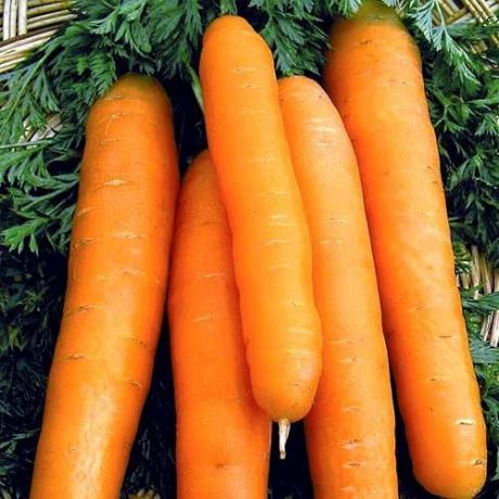 ποικιλίες των καρότα, "Νάντη 4" (abekker.ru)