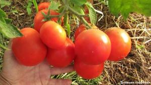 Αυξήσει την απόδοση και τον αριθμό των ωοθηκών στις ντομάτες