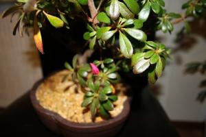 Εξοικονόμηση Azalea - γιατί το φυτό πέφτει φύλλα και τι πρέπει να κάνετε για να λύσει το πρόβλημα;