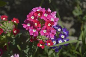 Λουίζα - όμορφο λουλούδι με ευχάριστη οσμή, για το οποίο δύσκολα μπορεί κανείς να φροντίσει