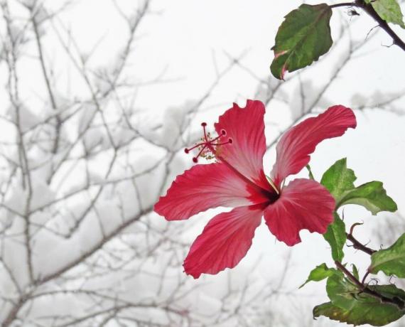 Hibiscus ανθίζουν το χειμώνα, όταν είναι σε θερμότητα, αλλά στη συνέχεια το καλοκαίρι δεν μπορεί να ρίξει μπουμπούκια. Σκίτσα για ένα άρθρο που λαμβάνονται από το Διαδίκτυο