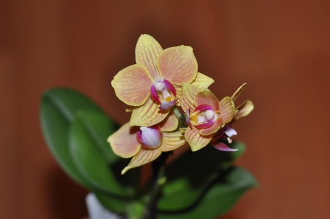 Απλά κοιτάξτε: εκτός από αυτή την ομορφιά μπορεί να είναι επιβλαβής; Μια φωτογραφία από ένα από τα αγαπημένα μου orhideek