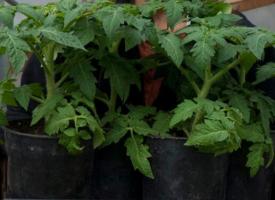 Μυστικά για να αυξηθεί ισχυρή και κοντόχοντρο φυτάρια τομάτας.