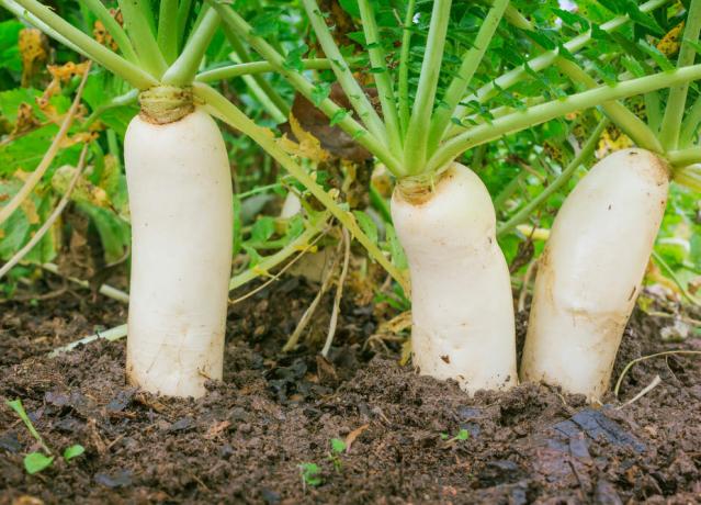 Ραπανάκι στον κήπο: μία ρίζα ζουμερό λαχανικό είναι καλή στις σαλάτες