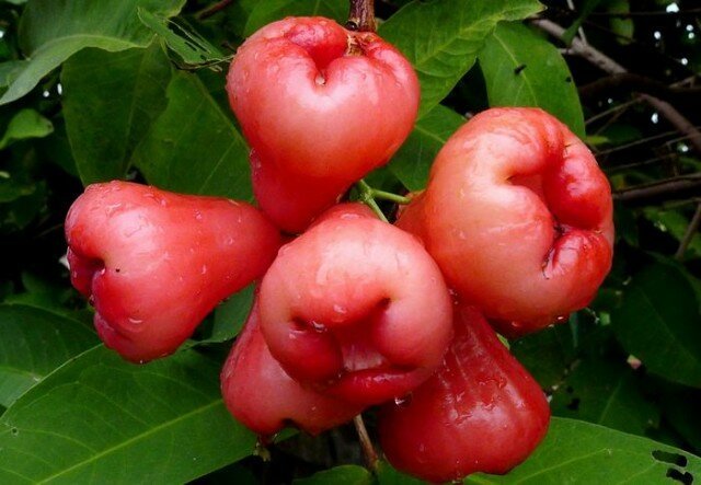 Ποικιλία των μήλων «Wild Rose», το οποίο σε οικόπεδο κήπο μου εκφυλιστεί σε wildings 5-6 χρόνια