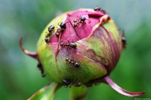 Πώς θα απαλλαγούμε από τα μυρμήγκια σε πιόνια