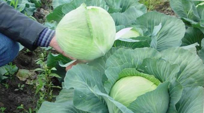 Εξαιρετική λάχανο - μεγάλες και χωρίς φθορές από παράσιτα! (Πηγή εικόνας - pxhere.com)
