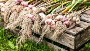 ⚡ Πώς να μην χάσετε τη συλλογή του σκόρδου στον κήπο. Η επιλογή του χρόνου βέλτιστη